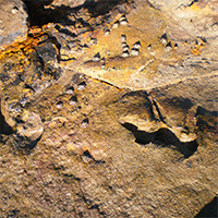 Dinosaur footprints under threat