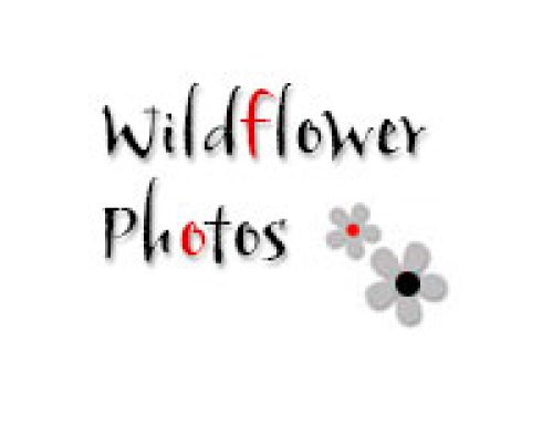 Kimberley Wildflowers