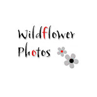 Kimberley Wildflowers