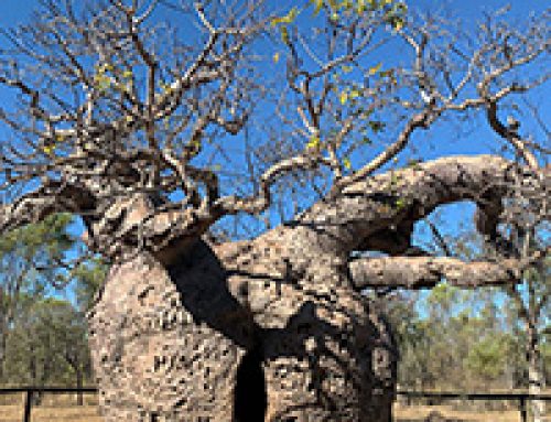 Boab Prison Tree