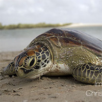 Green Sea Turtle
